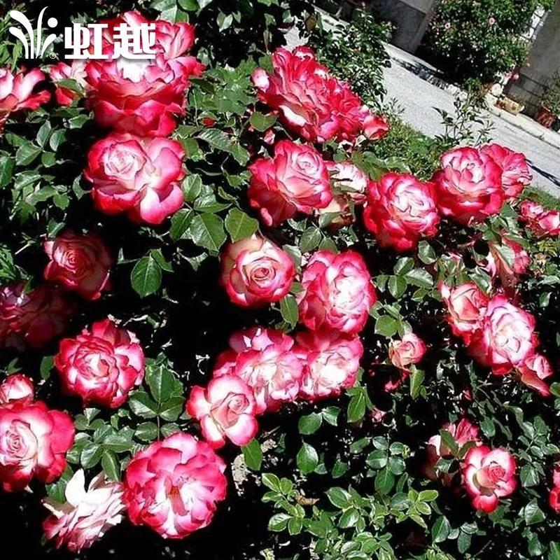 月季品种醉花,月季品种大全及图片欣赏