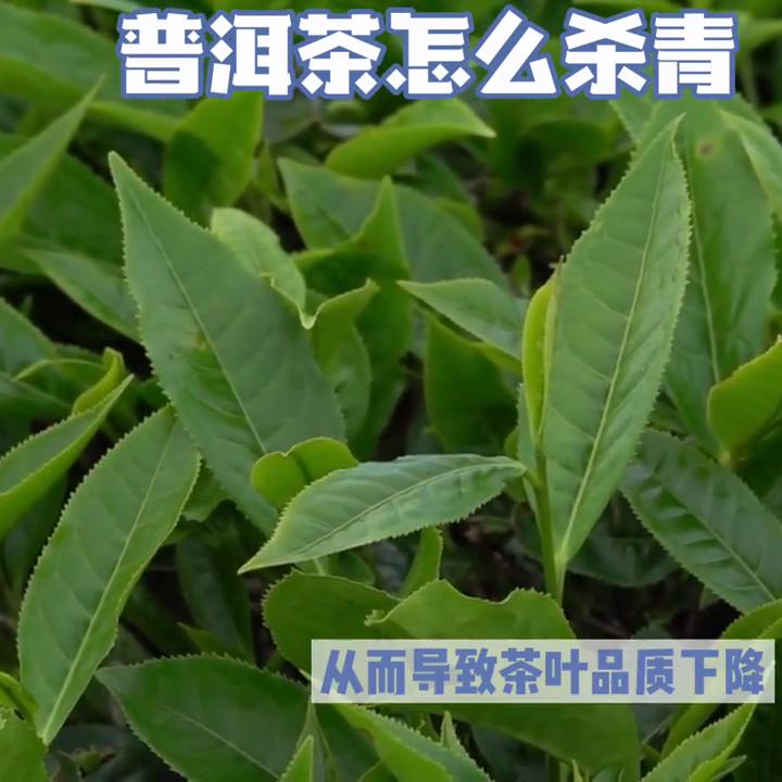 普洱茶的萎凋和杀青的作用,普洱茶制作工艺萎凋程度