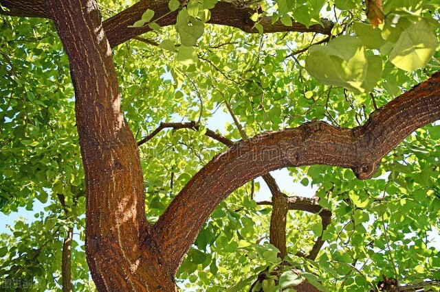 名伦珊瑚颂,欣赏美丽的珊瑚