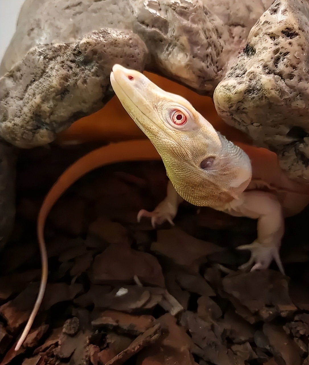 五爪金龙视频,五爪金龙现身云海