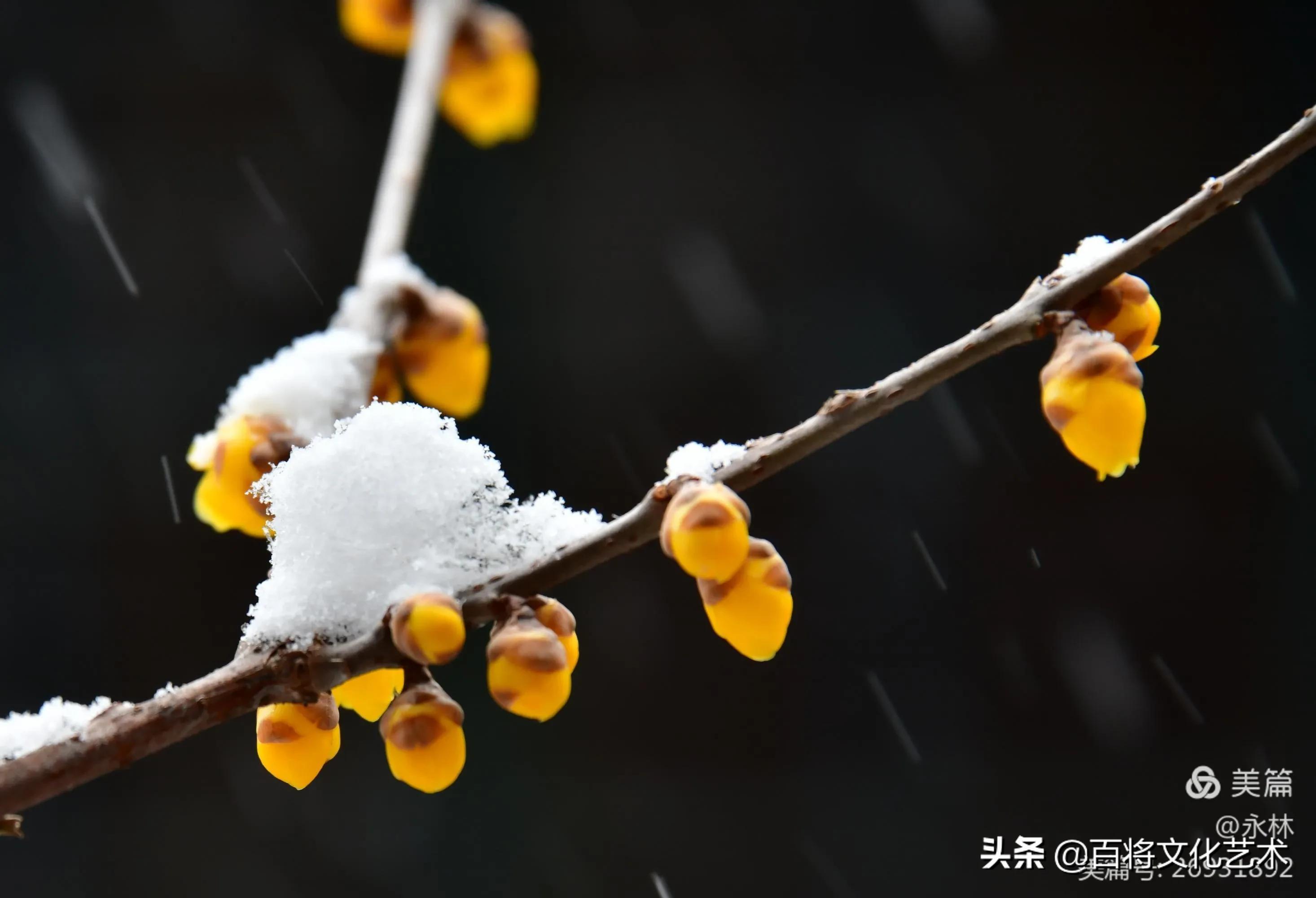 「百将文化」枝横碧玉天然瘦，恋破黄金分外香