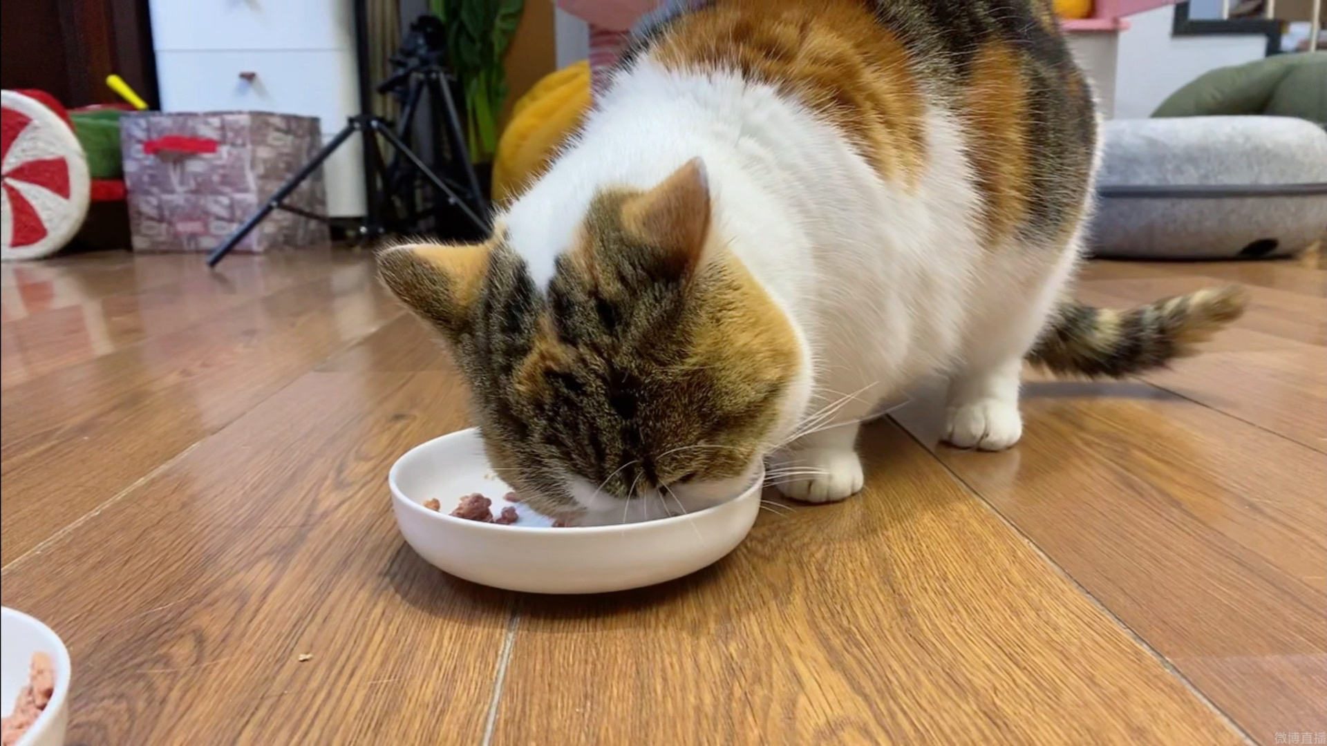 猫咪一直闪红灯是为什么,猫咪向你发出的求救信号