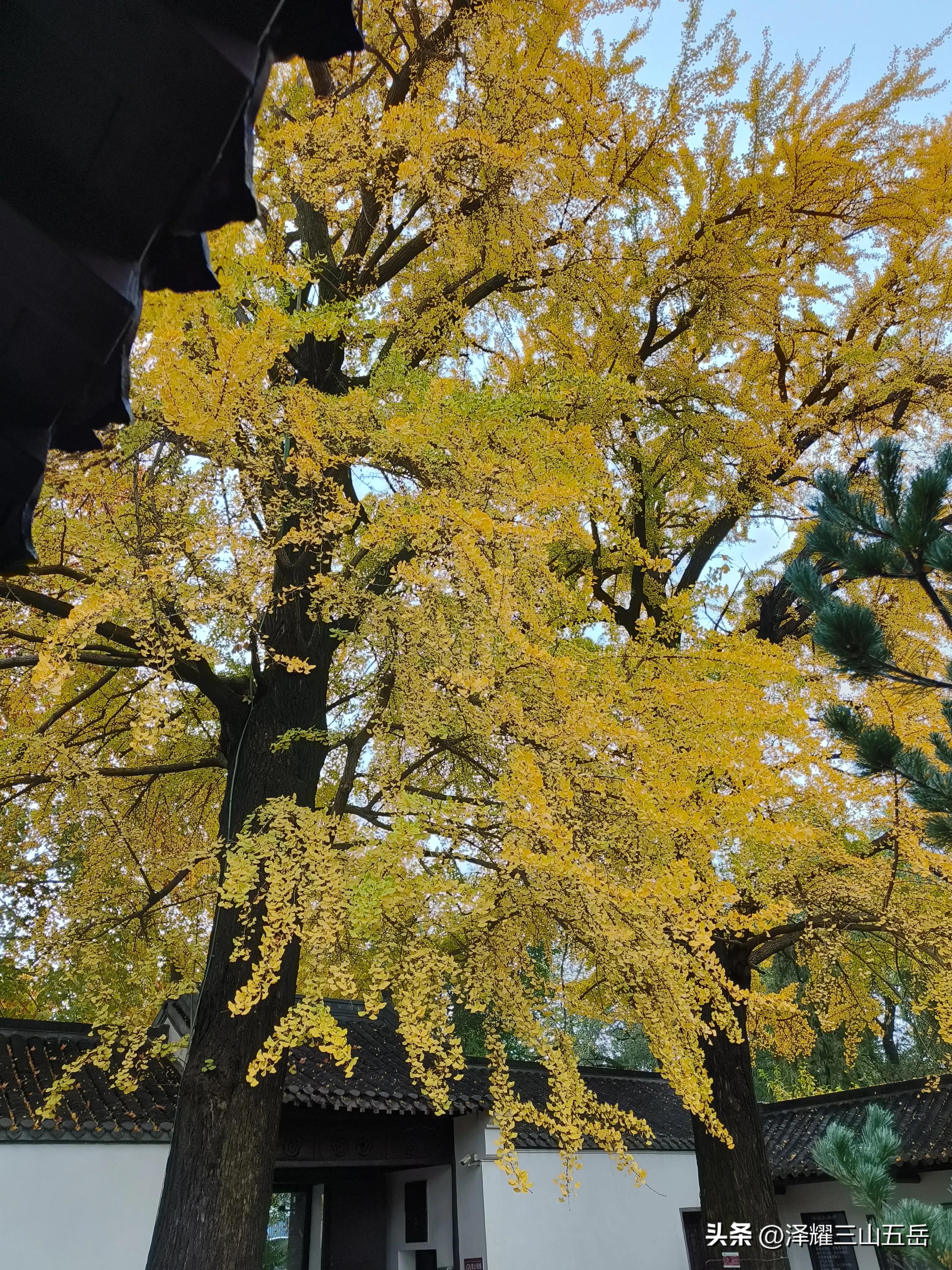 扬州因为“小马拉大车”被分割，那么现在为什么不多产几匹马？