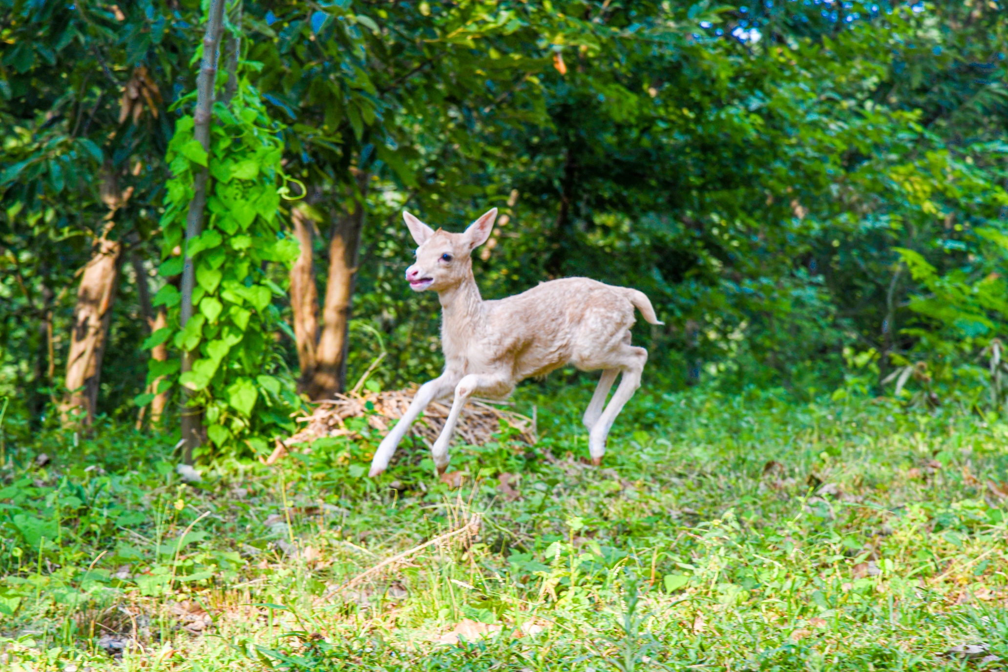 梅花鹿养殖产业助农致富奔小康,乡村季风梅花鹿养殖致富