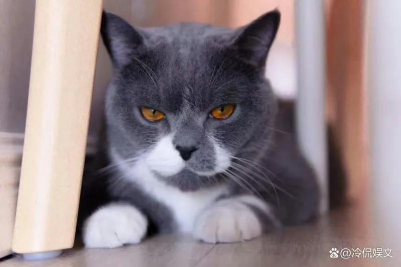 猫咪为什么是小老虎呢,刚出生的猫咪跟老虎一起长大