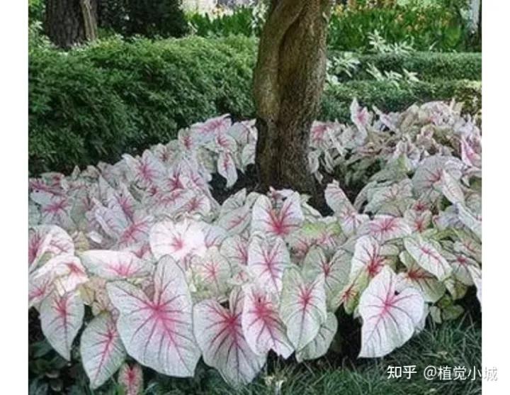 五彩芋类植物怎么养,五彩芋如何养护