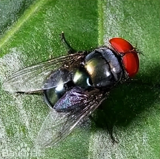连云港苍蝇种类,苍蝇种类像蚊子