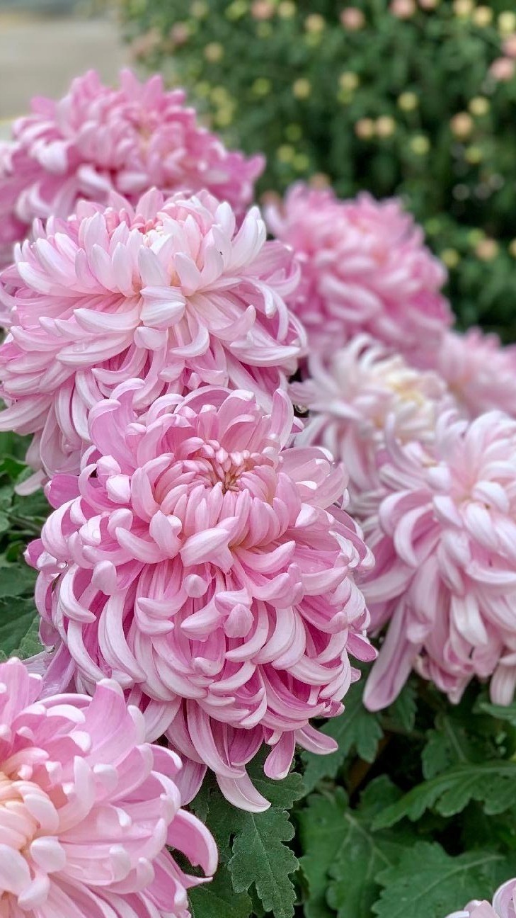 东湖公园赏菊花,深圳市东湖公园一年一季的菊花展