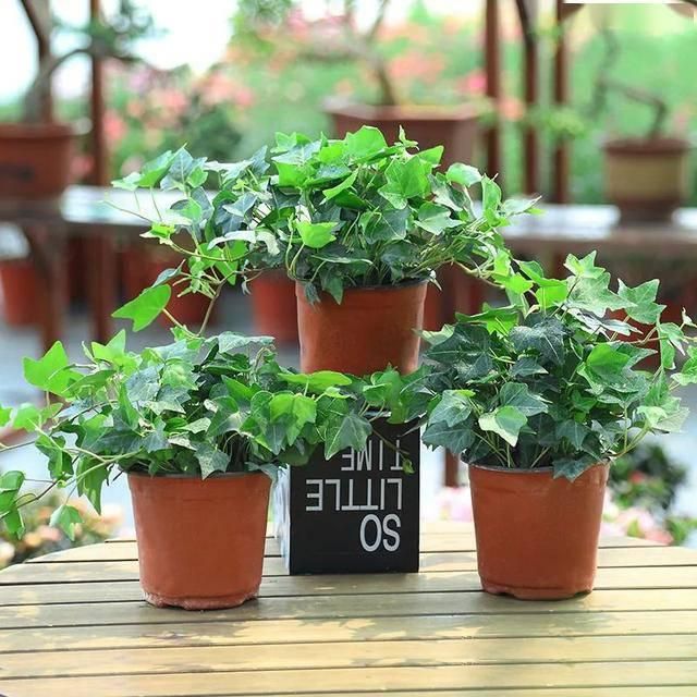 去甲醛效果最好又好养的植物,哪种植物去甲醛最好又好养