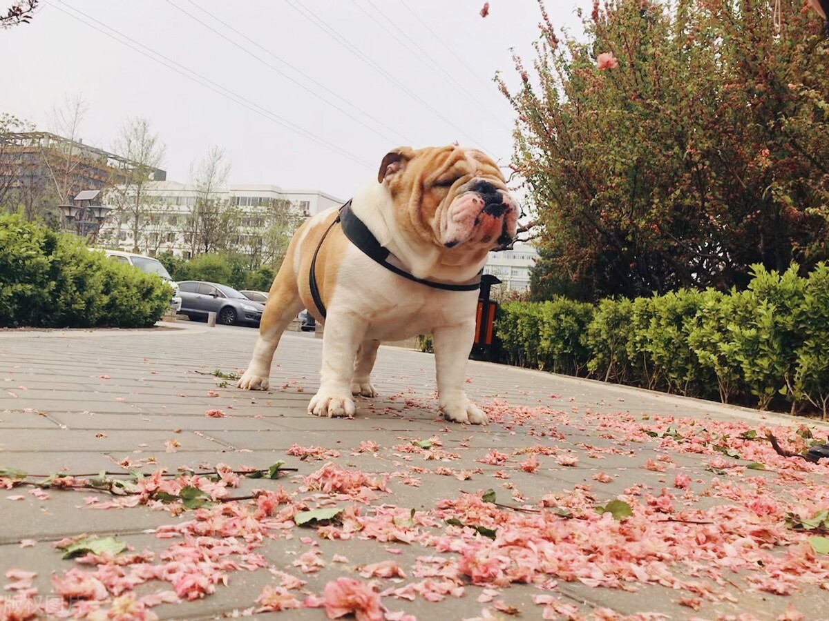 排名前十的狗狗排名,排名前十的狗狗羊奶粉