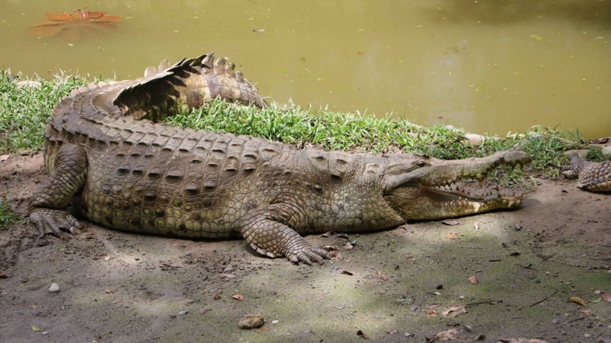 生吃蝌蚪有什么奇效,生吃蝌蚪有什么后果