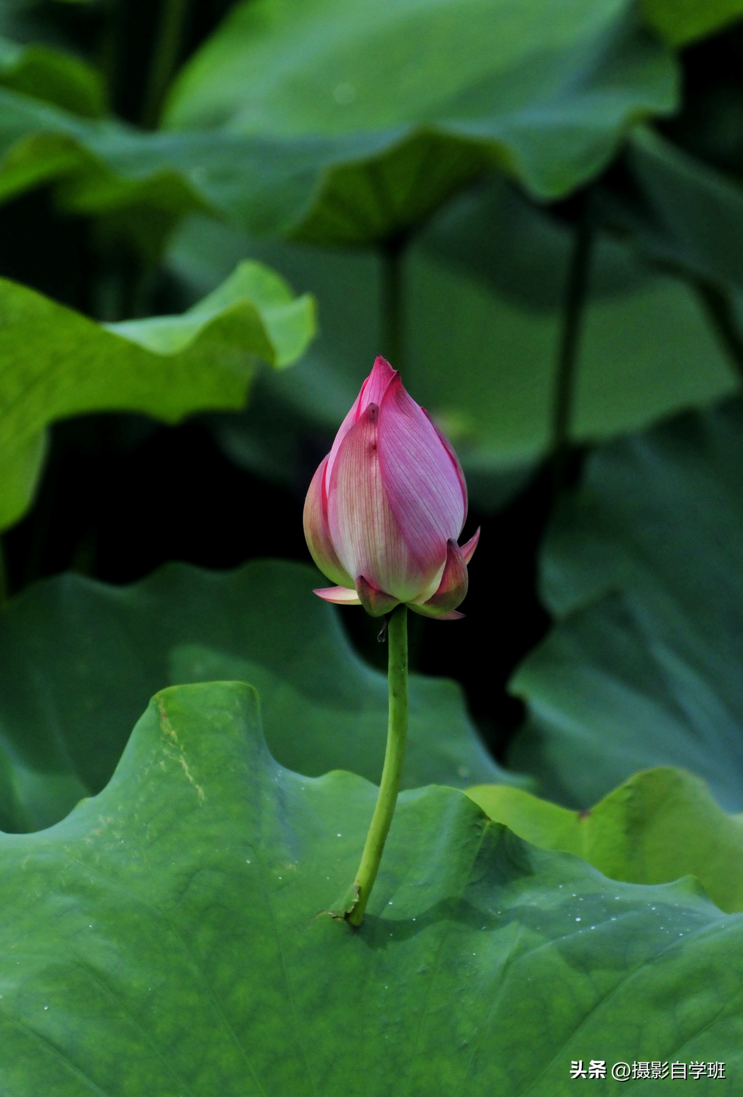 第二十一届摄影作品征稿,摄友投稿图片