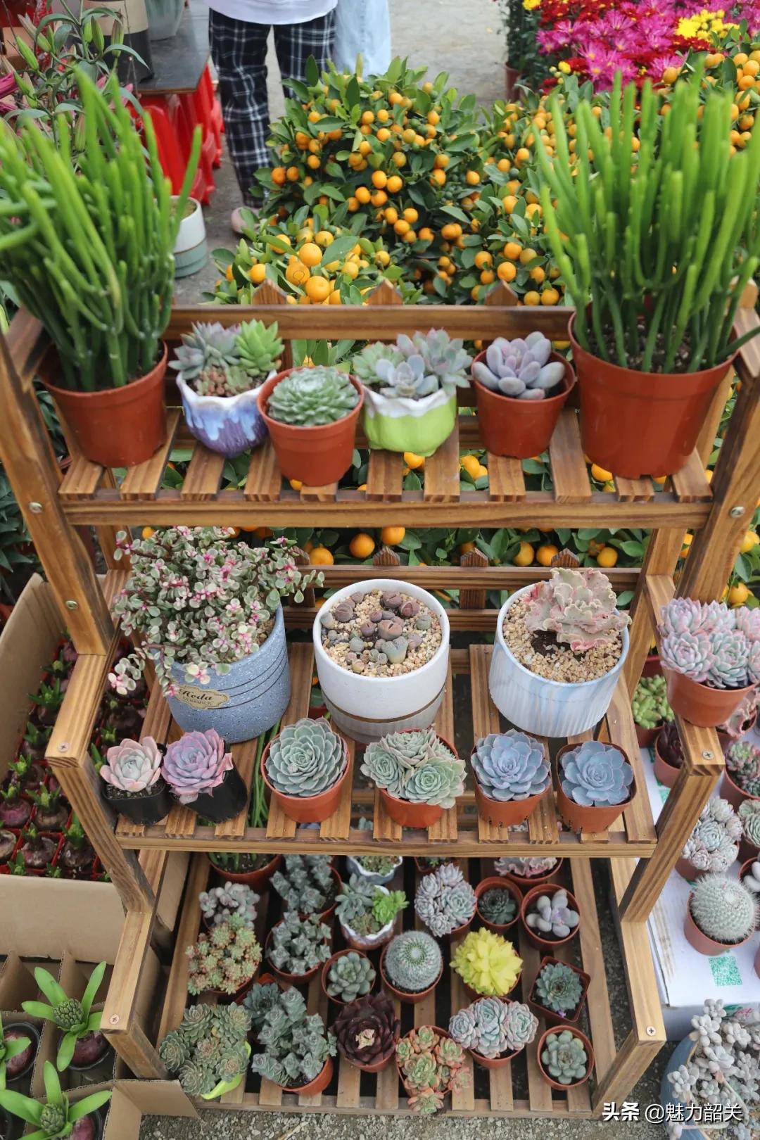 翁源江尾镇年味,翁源兰韵飘香