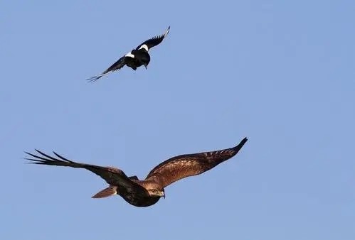 被誉为天空霸主的老鹰，拿毒蛇当饭后甜点，非洲平头哥都直呼内行