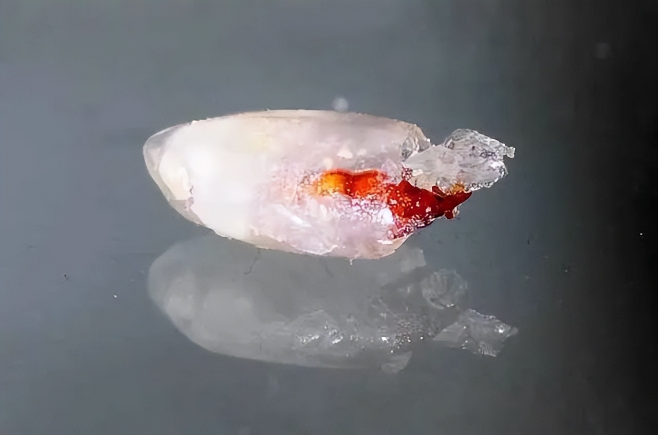 米放进密封盒为什么还是生虫,米如何存放不会生虫