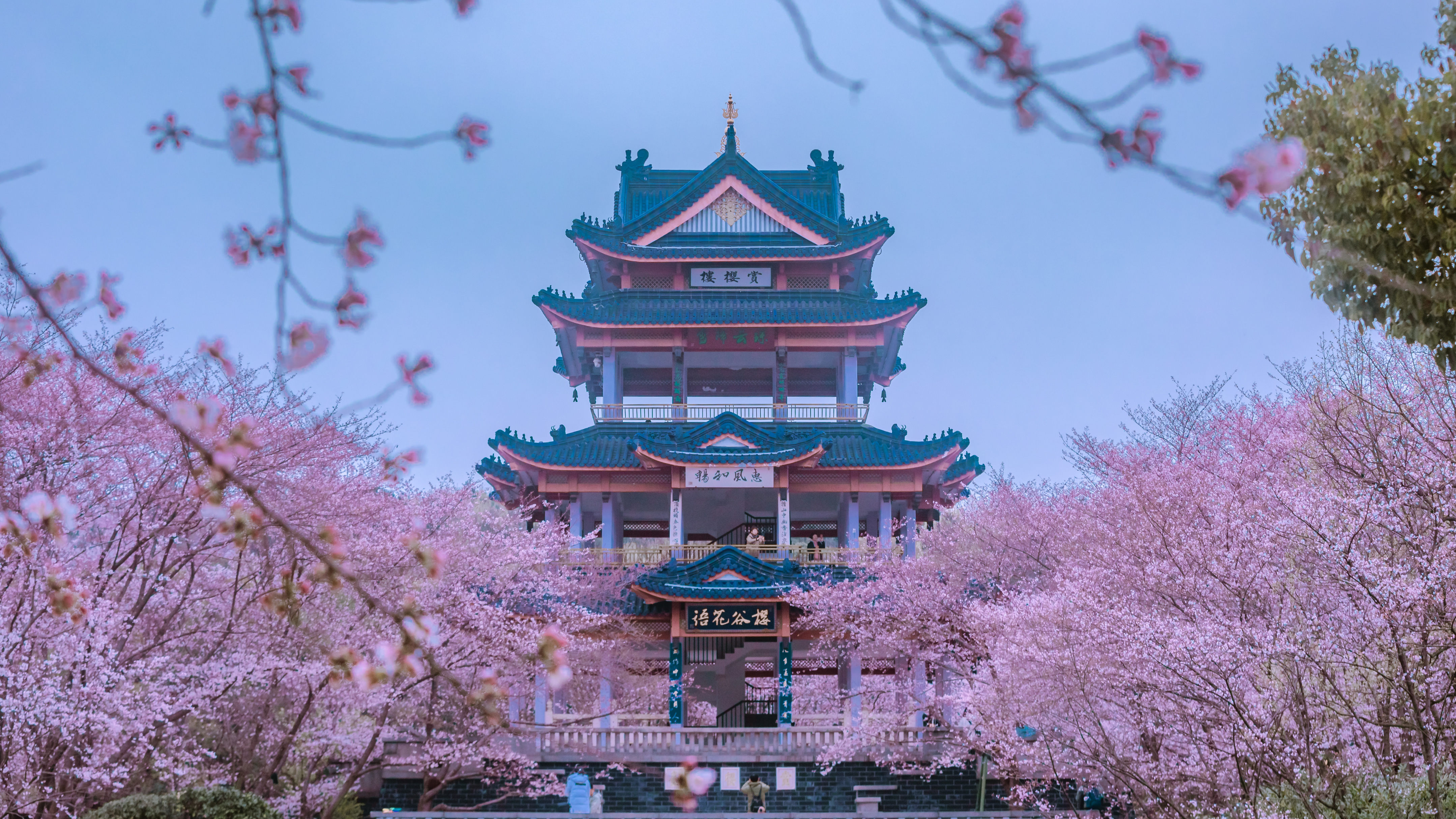 鼋头渚樱花盛宴比日本更令人沉醉,太湖鼋头渚樱花美如画