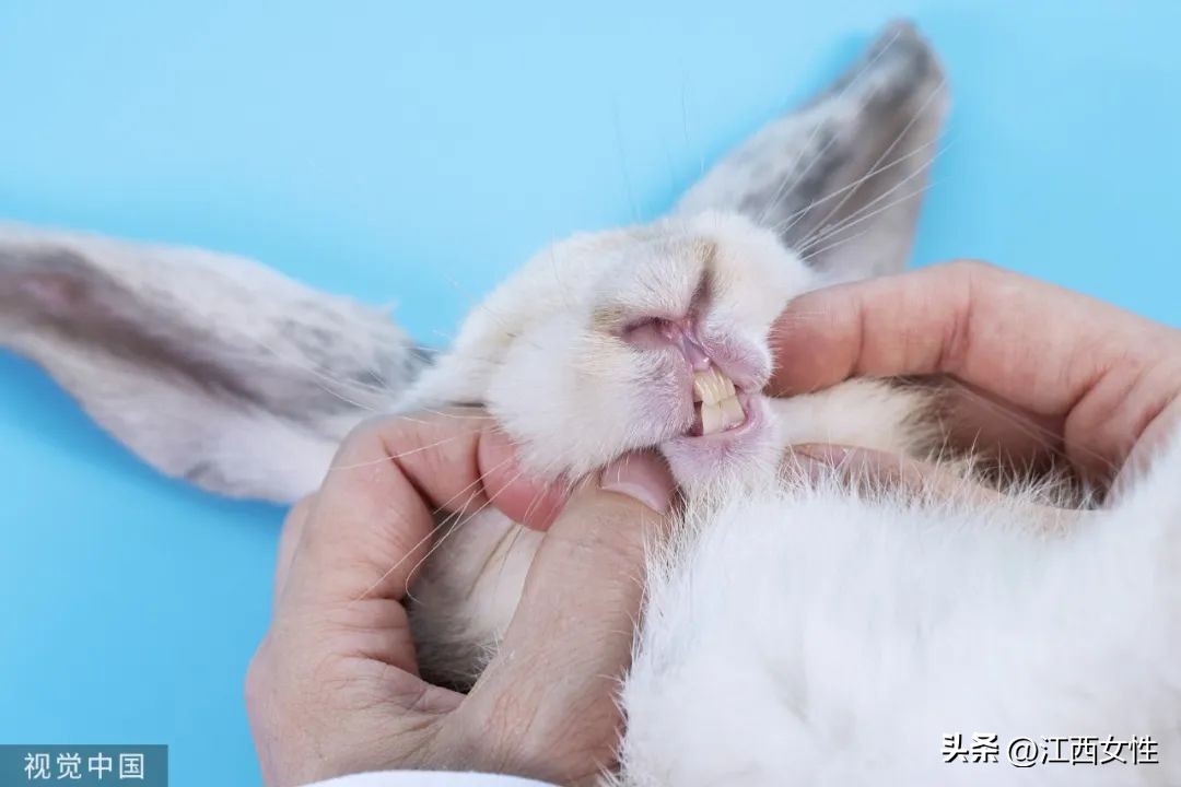 原来，你是这样的兔兔！