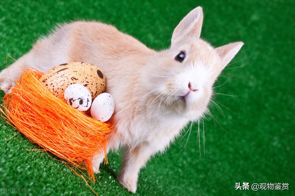 兔子你掉毛吗什么意思,兔子你掉毛吗