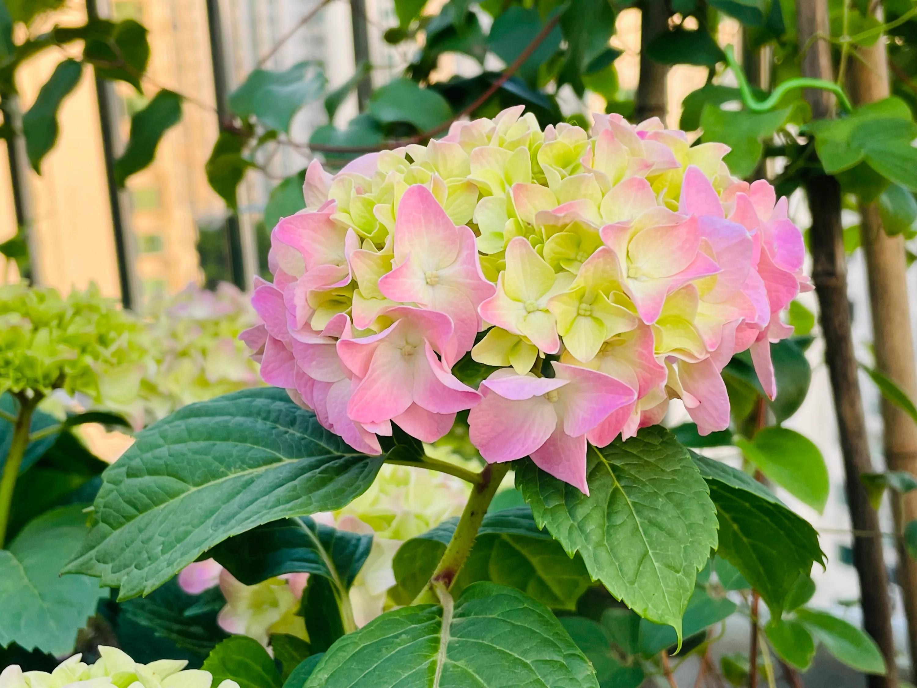 一双丝袜引发的惨案,一双袜子引发的故事