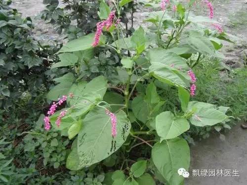 草坪杂草的防除方法,草坪杂草的物理防除