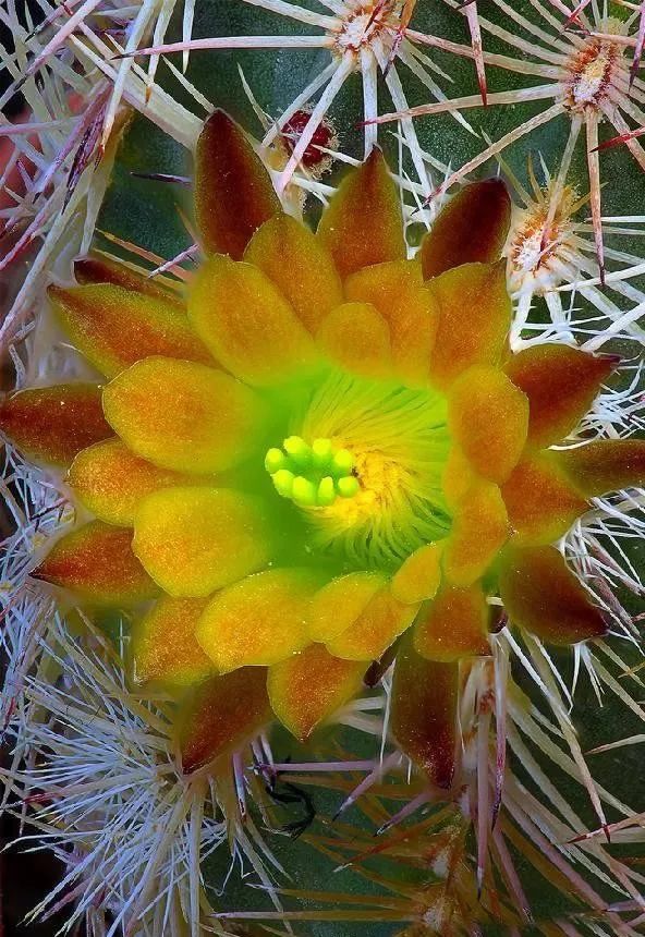 200种·仙人球开花图鉴，大开眼界，美到爆