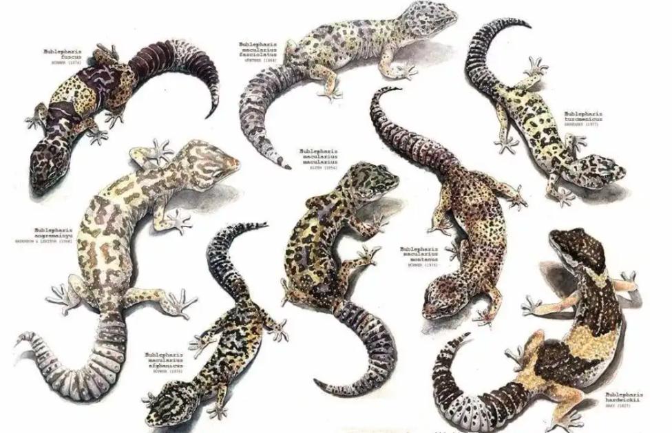 人畜无害的壁虎为何位居五毒之一,壁虎有人性吗