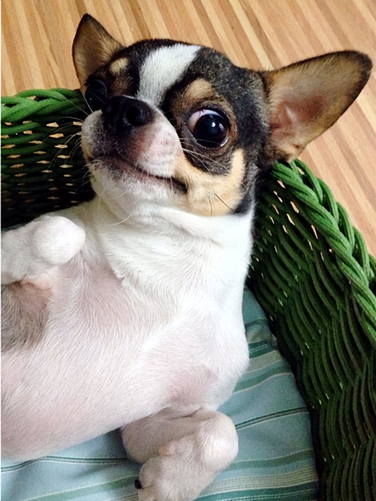 为何养吉娃娃的越来越少了,为什么中国养吉娃娃那么多人喜欢