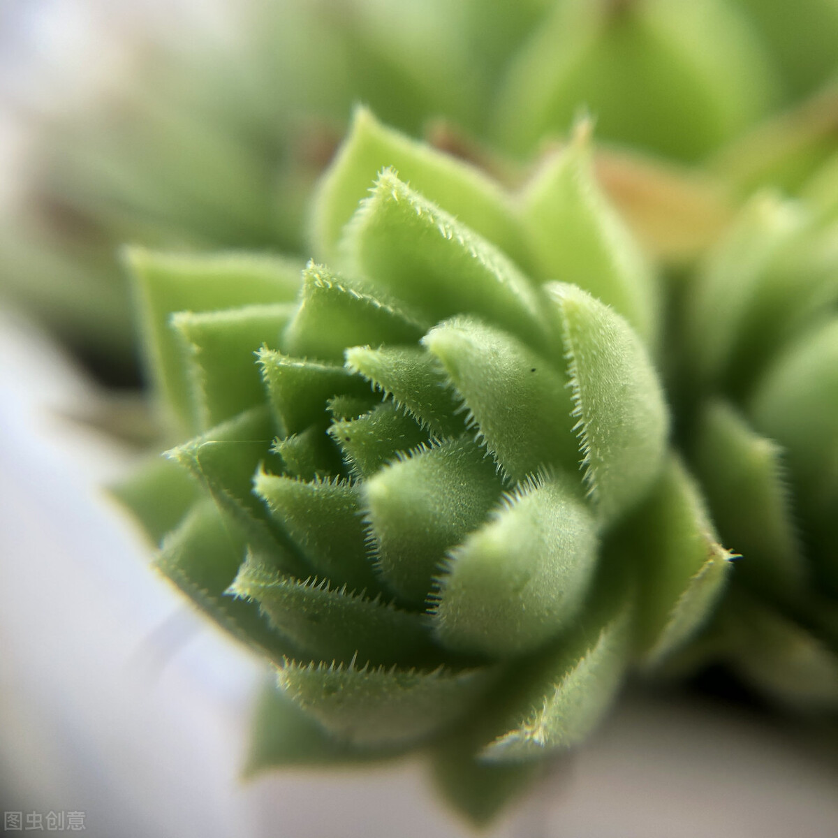 观音莲怎么才能爆盆,观音莲怎么养才能爆崽