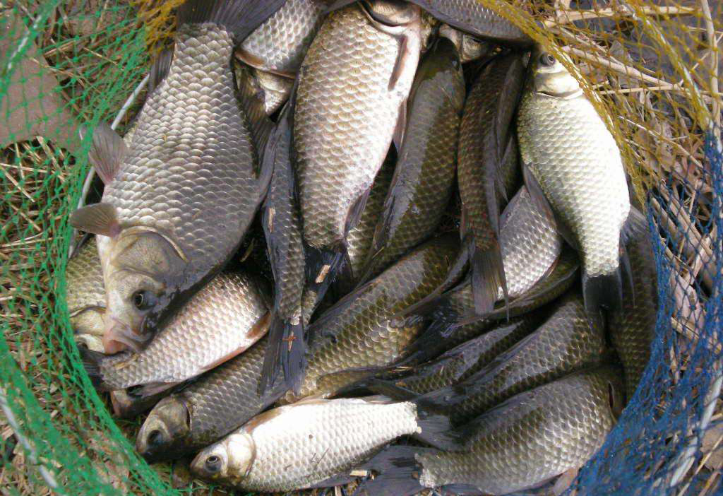 惊蛰前几天钓鱼怎么选择钓位,惊蛰夜钓鱼口大吗