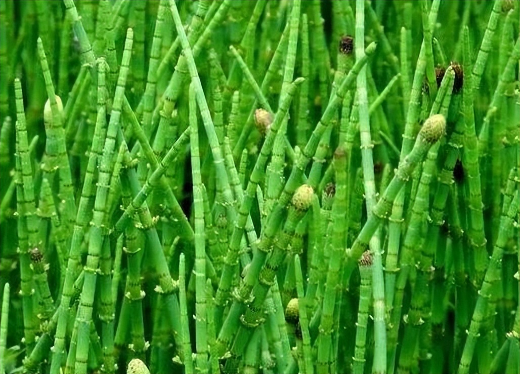 不起眼的野草一亩几万元,农村常见的野草听说比人参还贵