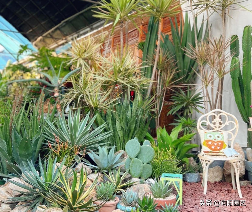 仙人球龙舌兰造景,龙舌兰造景花园