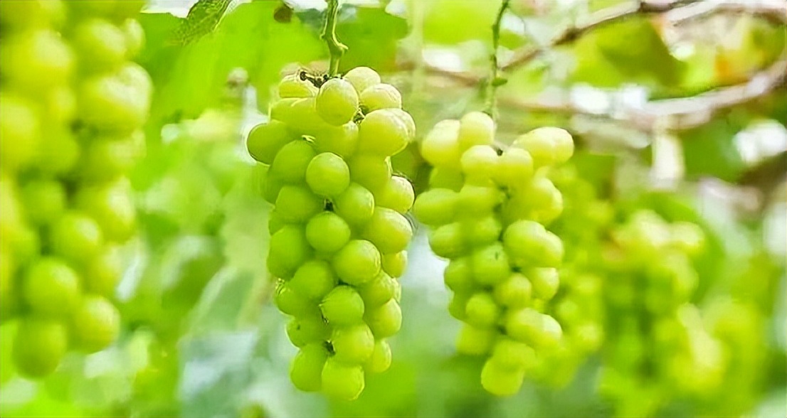 阳光玫瑰是药水泡的吗,阳光玫瑰的作用和处理方法