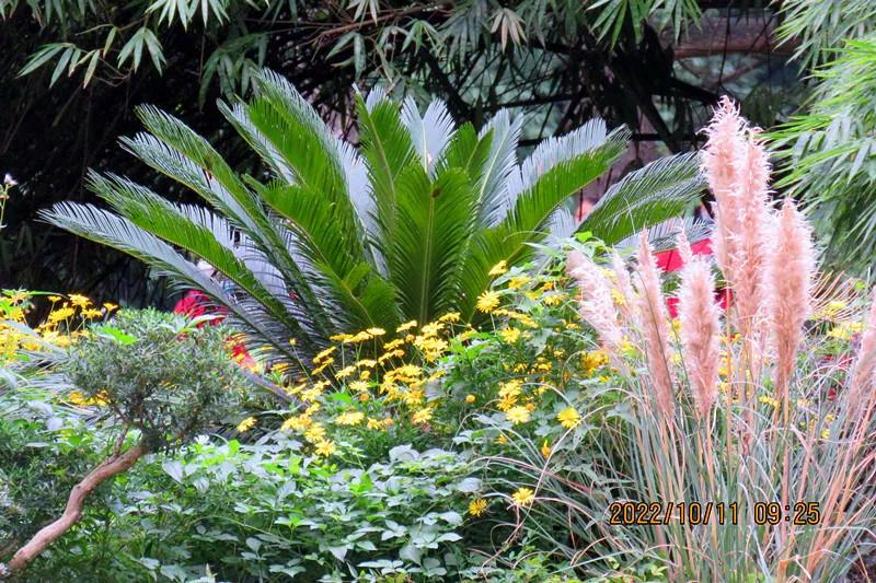 花溪小公园,美丽的花溪公园