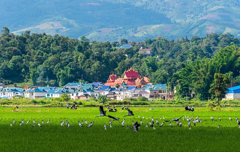 西双版纳风景优美的康养公寓,西双版纳民宿万达片区