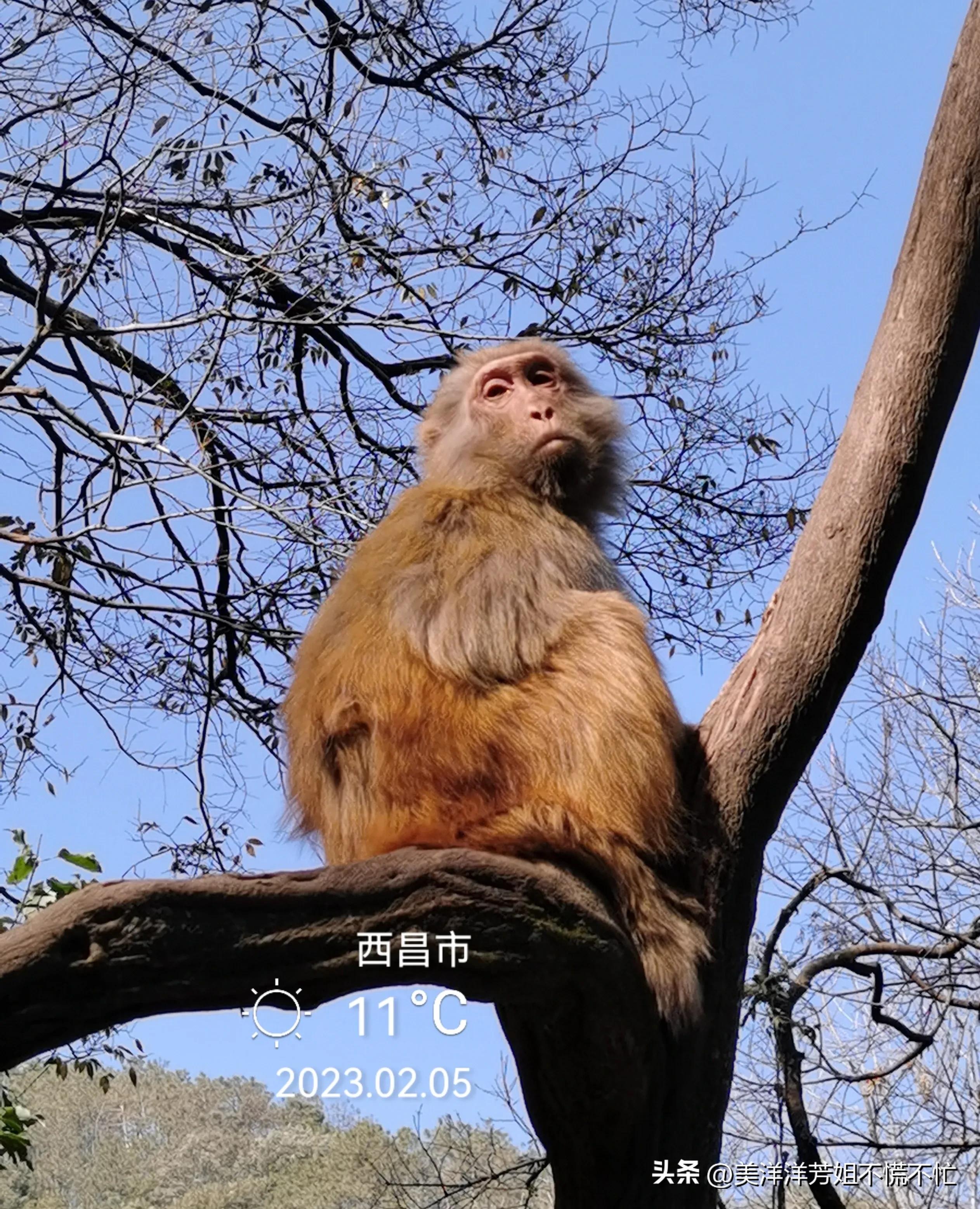 西昌邛海什么时候有海鸥,冬季去西昌邛海喂海鸥