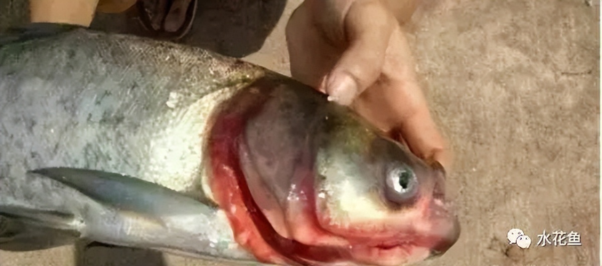 鱼出现败血症怎么治疗,鱼得了败血症怎么治