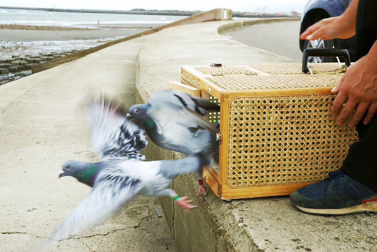 AB笼：交鸽60羽大户识破机关手段