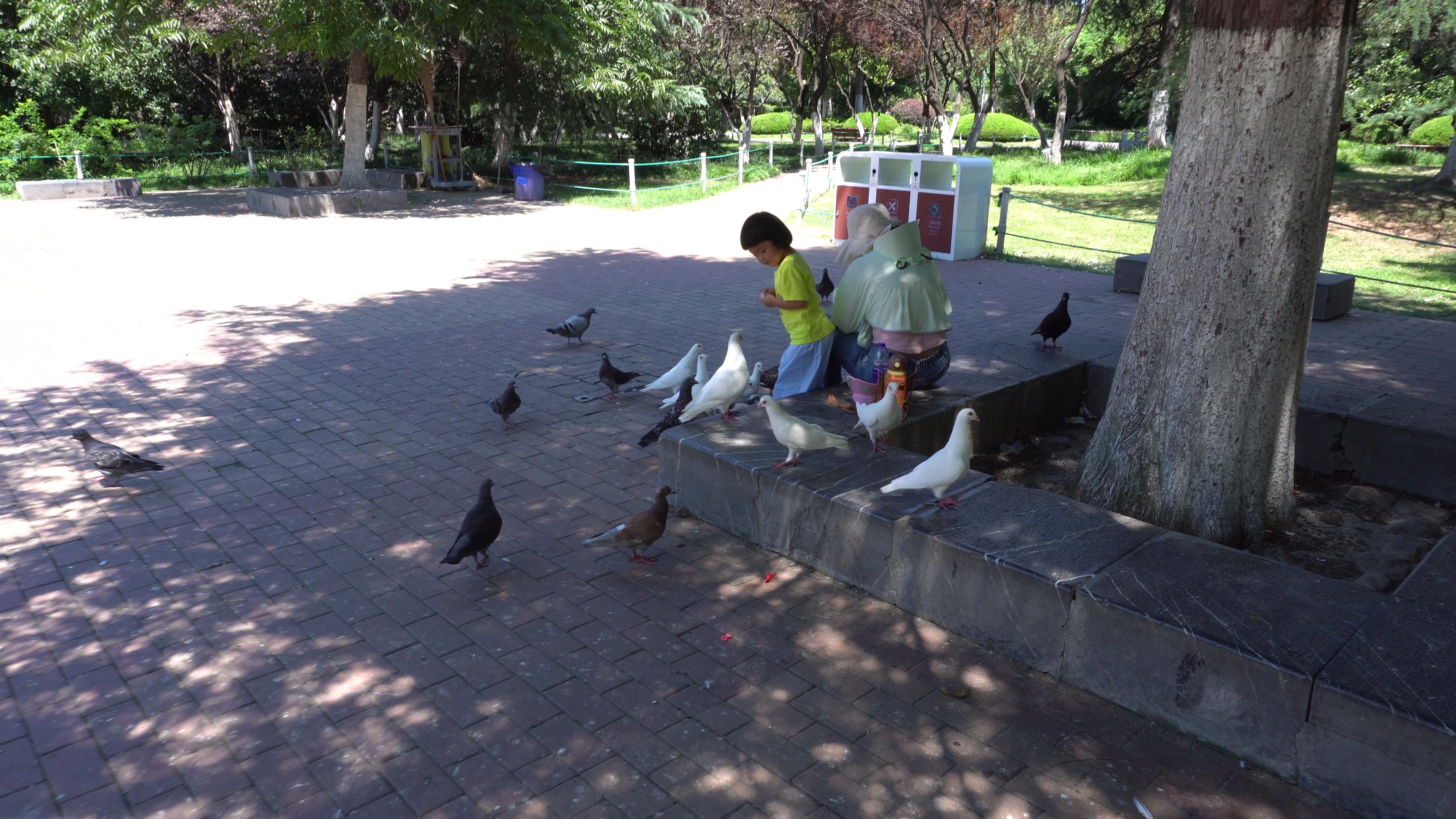 合肥的杏花公园的位置,有一棵杏花树的公园合肥