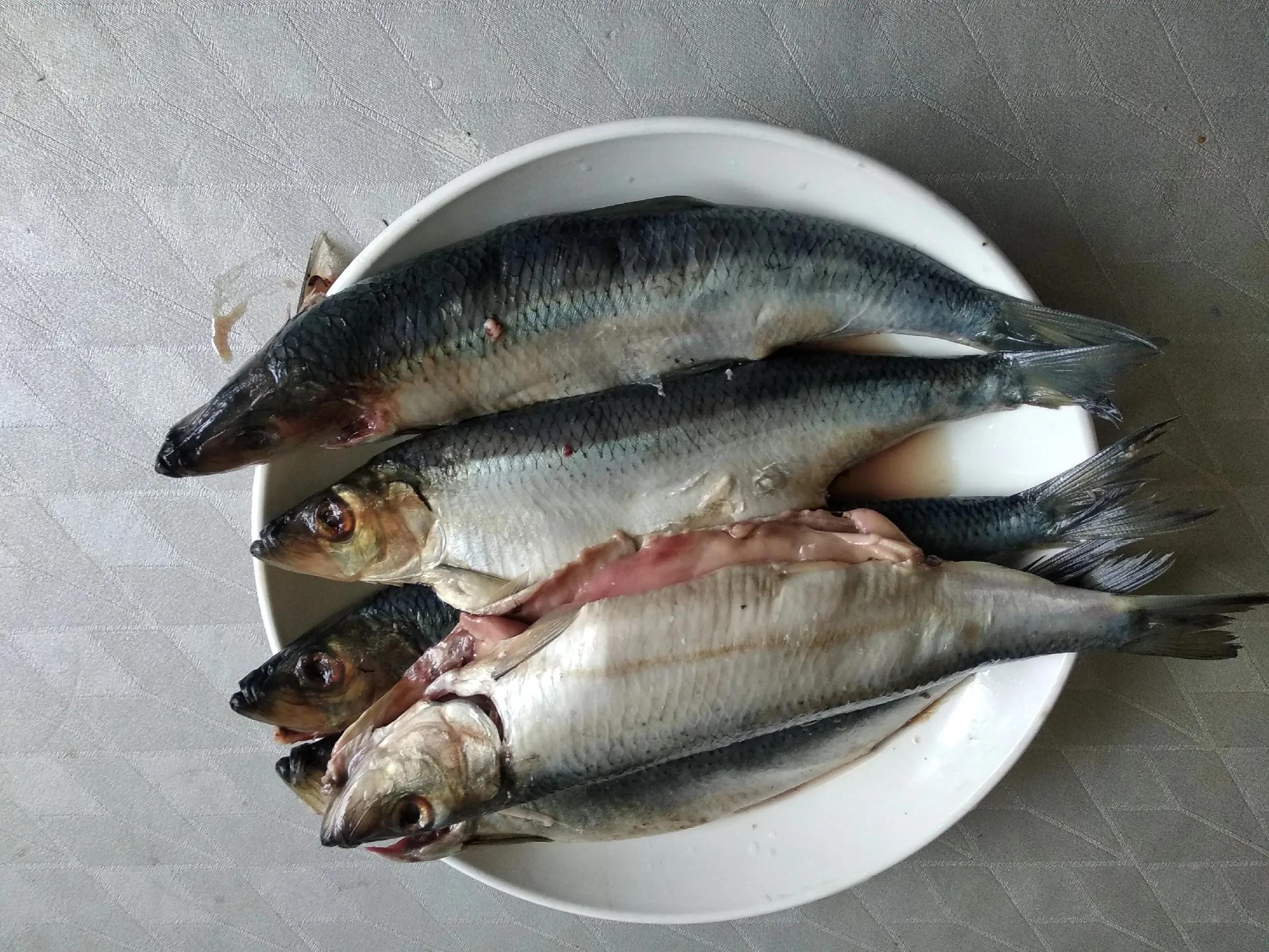 15种常见的海鱼,100种常见食用海鱼图谱