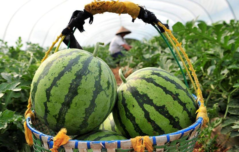 韩国日本西瓜一个多少钱,韩国一个西瓜要多少韩币