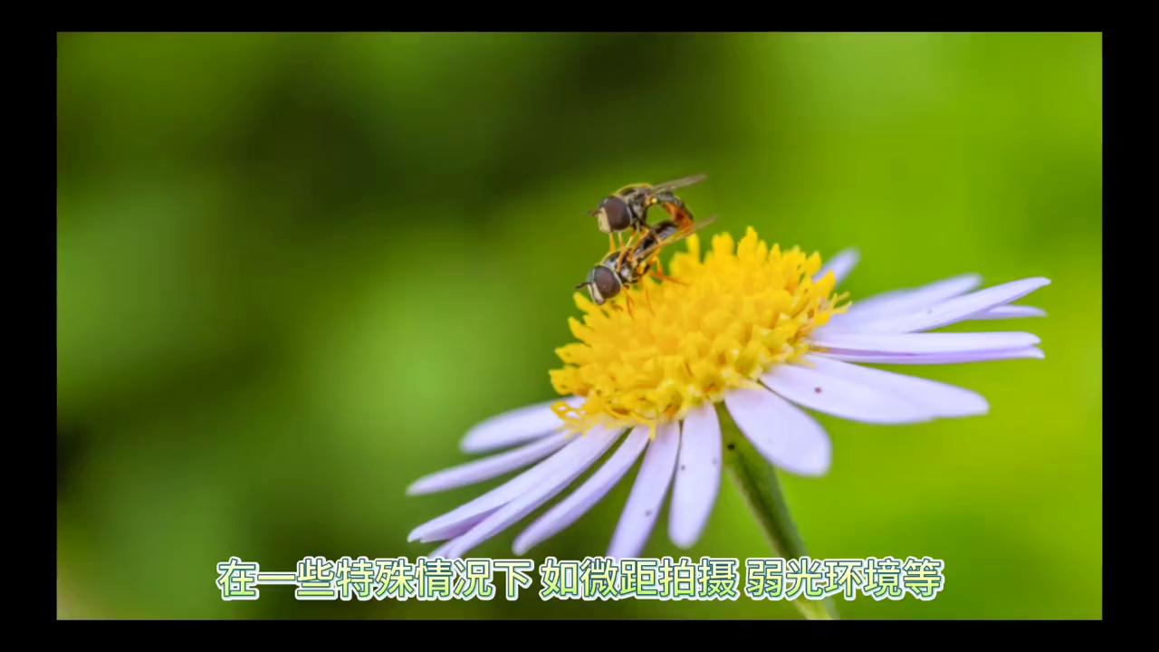 鸟类摄影对焦技巧,摄影技巧手机拍摄技巧