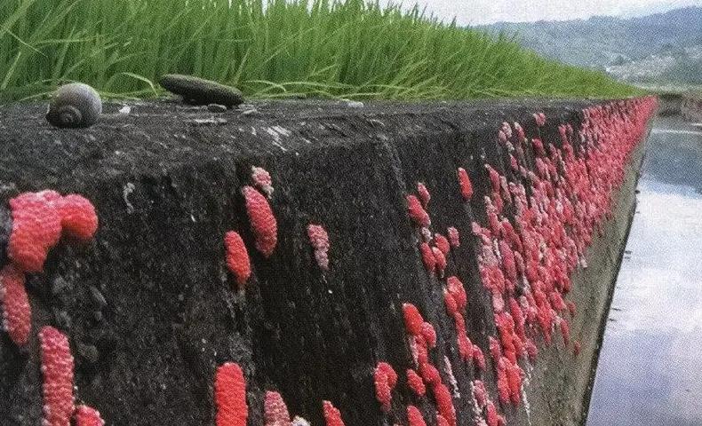 广东福寿螺泛滥成灾,广西大量福寿螺