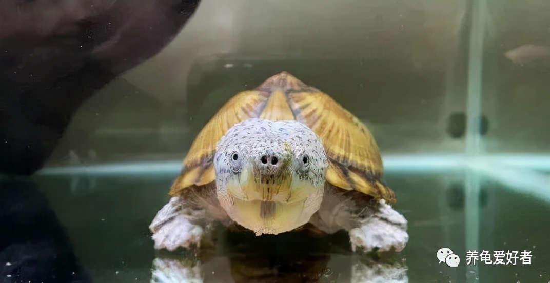 龟脖子上有伤口怎么办,龟的脖子两边有伤痕是怎么回事