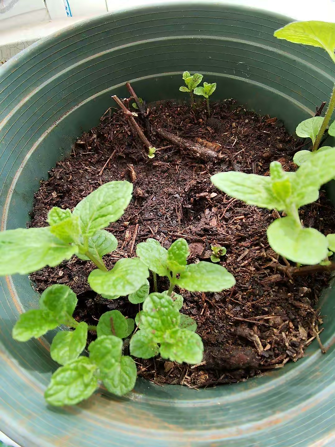 养薄荷的方法技巧适用什么肥,养薄荷叶的方法