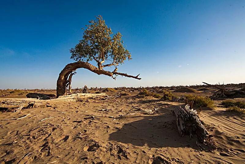 忙忙碌碌的图片配图,忙忙碌碌的生肖