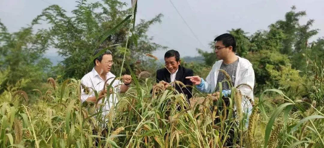 产业提质添动力强镇兴村更富民——记永寿县渠子镇新农业综合产业园产业兴农先进事迹