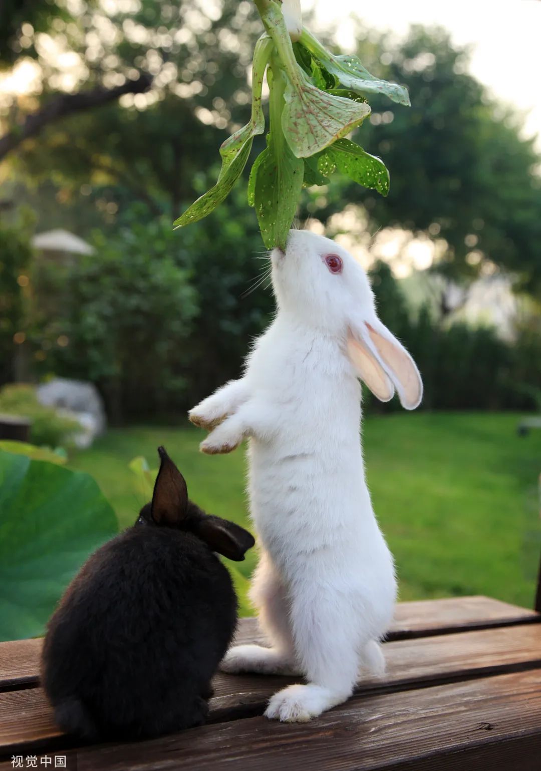 原来,你是这样的兔兔!