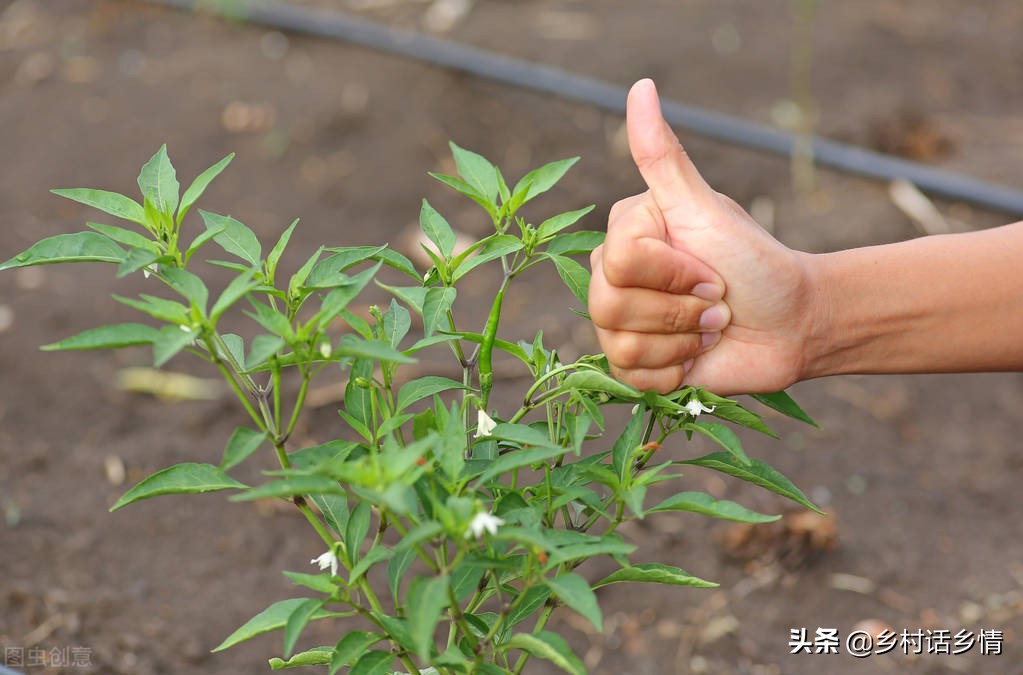 西红柿卷叶怎么治视频,西红柿卷叶一招解决