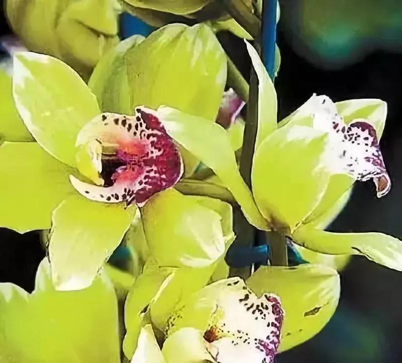 十大高档花卉,十大价值高的植物