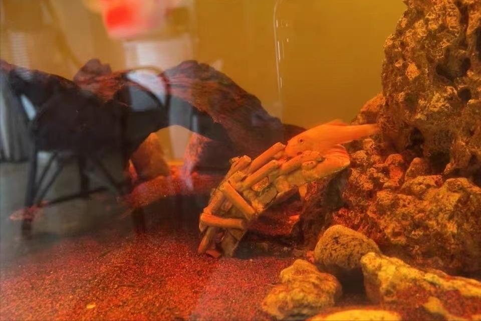 用河沙过滤可以解决鱼缸黄水吗,用土霉素鱼缸黄水了需要处理吗